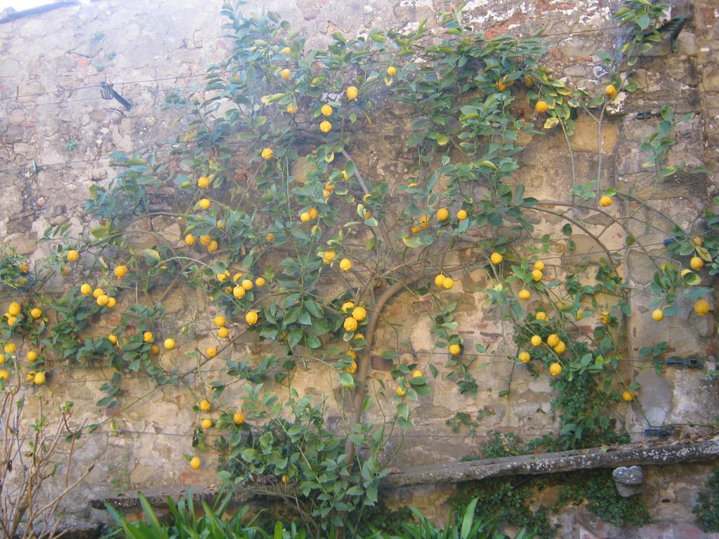Il Borgo Degli Agrumi